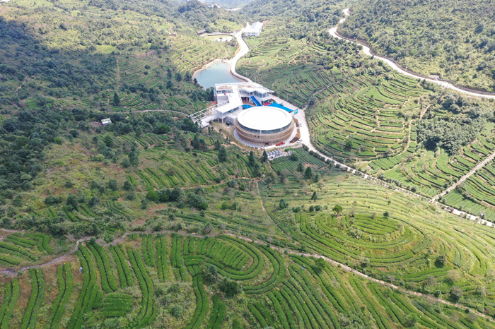 丰顺高山茶产业已成为生态富民产业。图为丰顺韩山茶园（胡金辉摄）.jpg